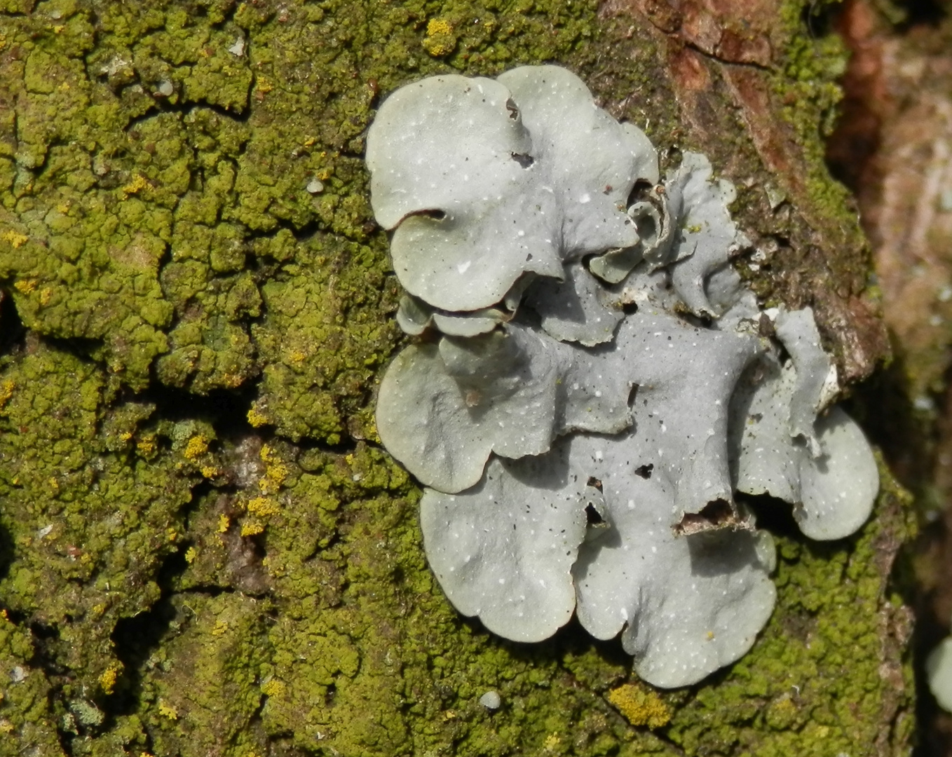 Borrers Punktflechte (Punctelia borreri)