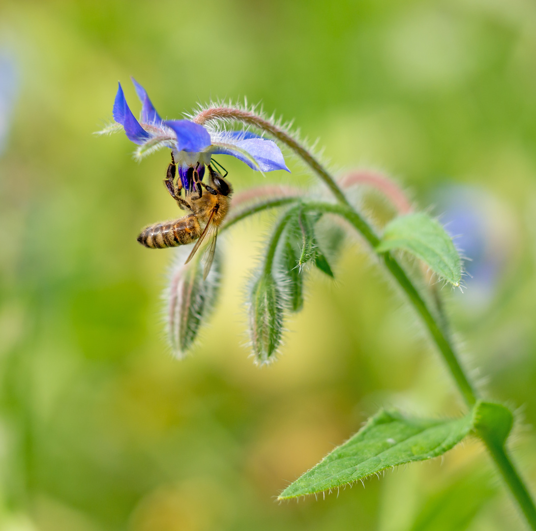 Borretsch ... Foto &amp; Bild | tiere, wildlife, insekten Bilder auf ...