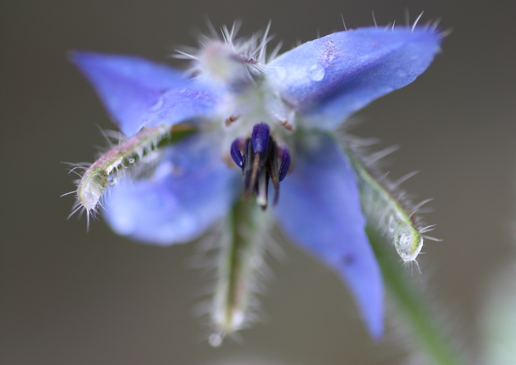 Borretsch Foto &amp; Bild | natur, pflanzen, blüten Bilder auf fotocommunity