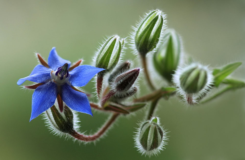 Borretsch - auch die Blüten sind essbar!