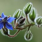 Borretsch - auch die Blüten sind essbar!