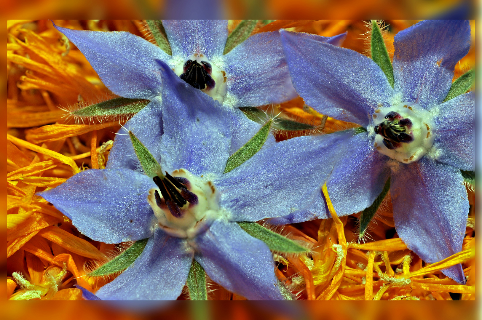 Borretsch auf Ringelblume