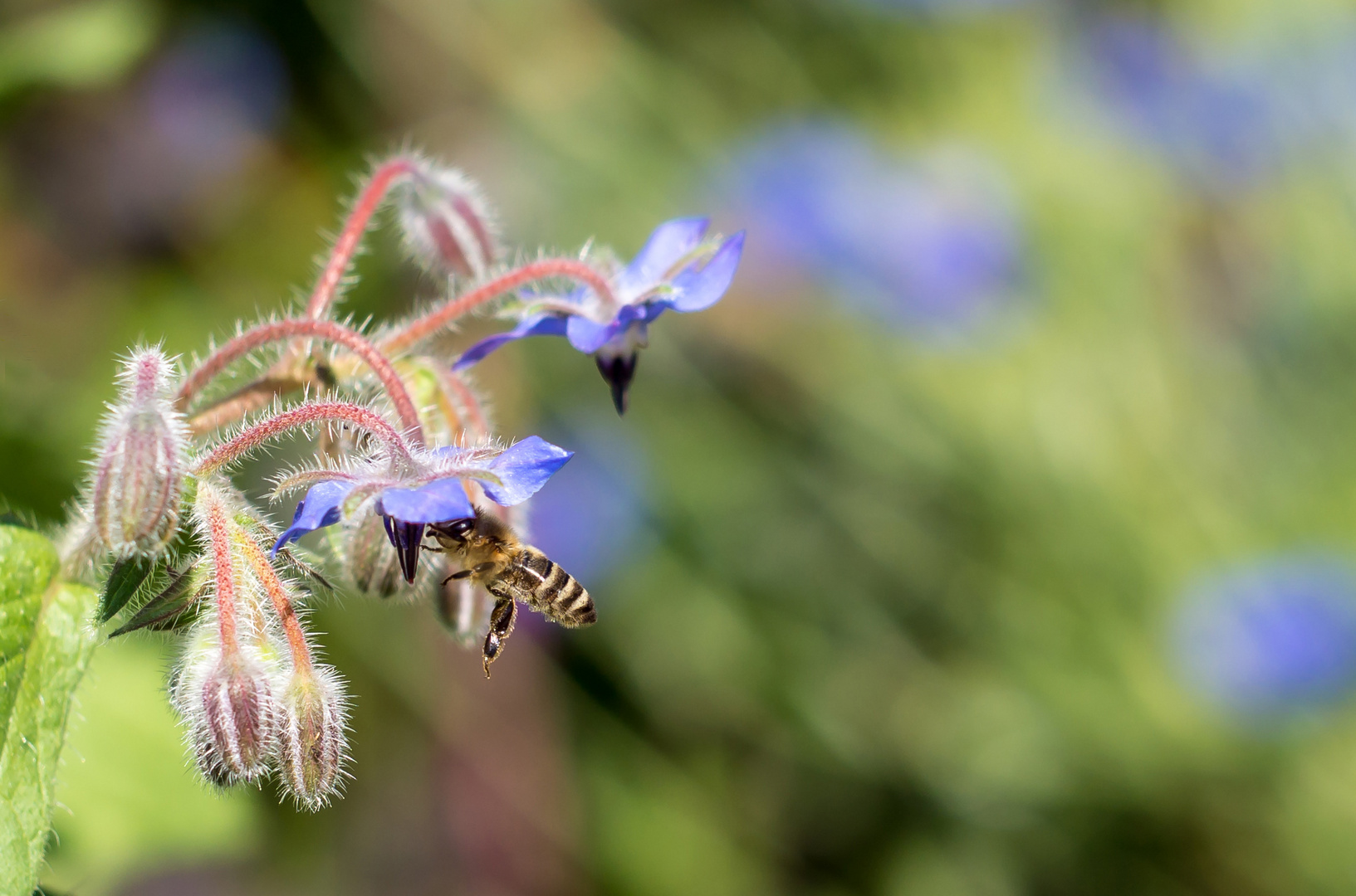 Borretsch - bei Insekten beliebt!