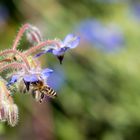 Borretsch - bei Insekten beliebt!