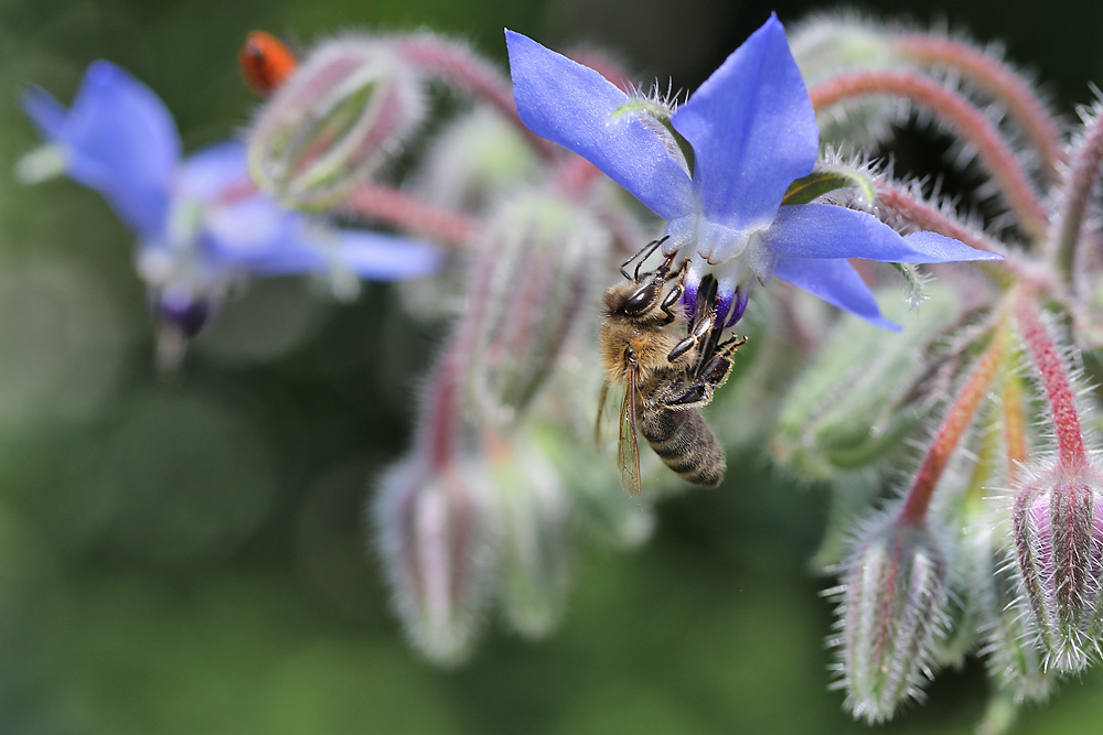 "Borretsch-Bienchen"