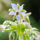 Borretsch / Blauer Blütentraum mit Regentropfen