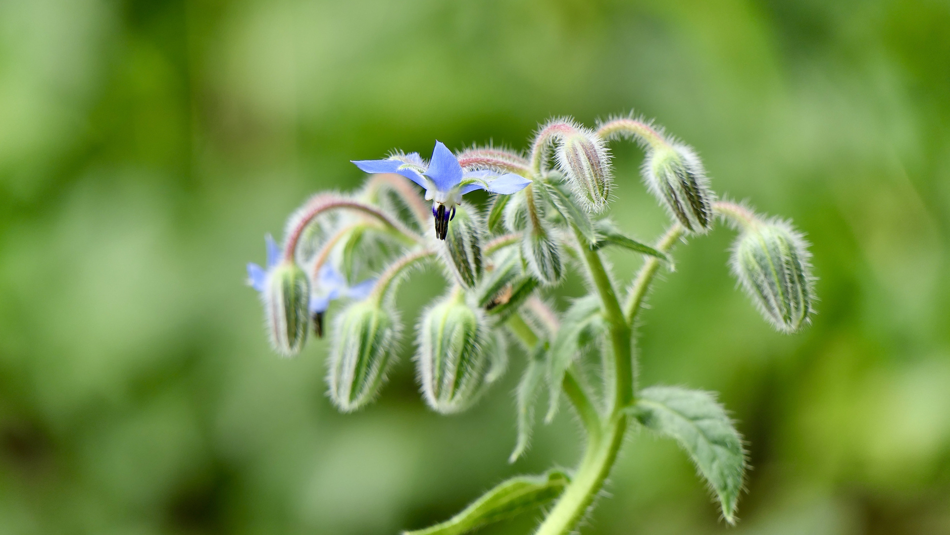 Borretsch-Blüte