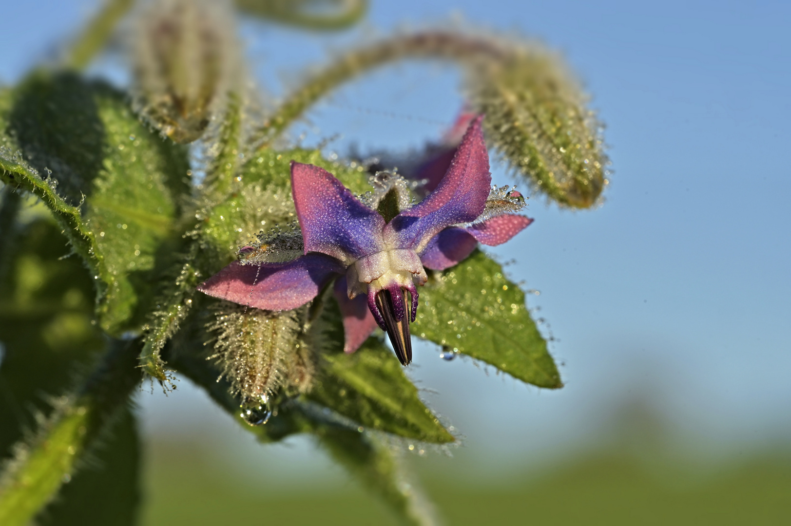 Borretsch - Blüte