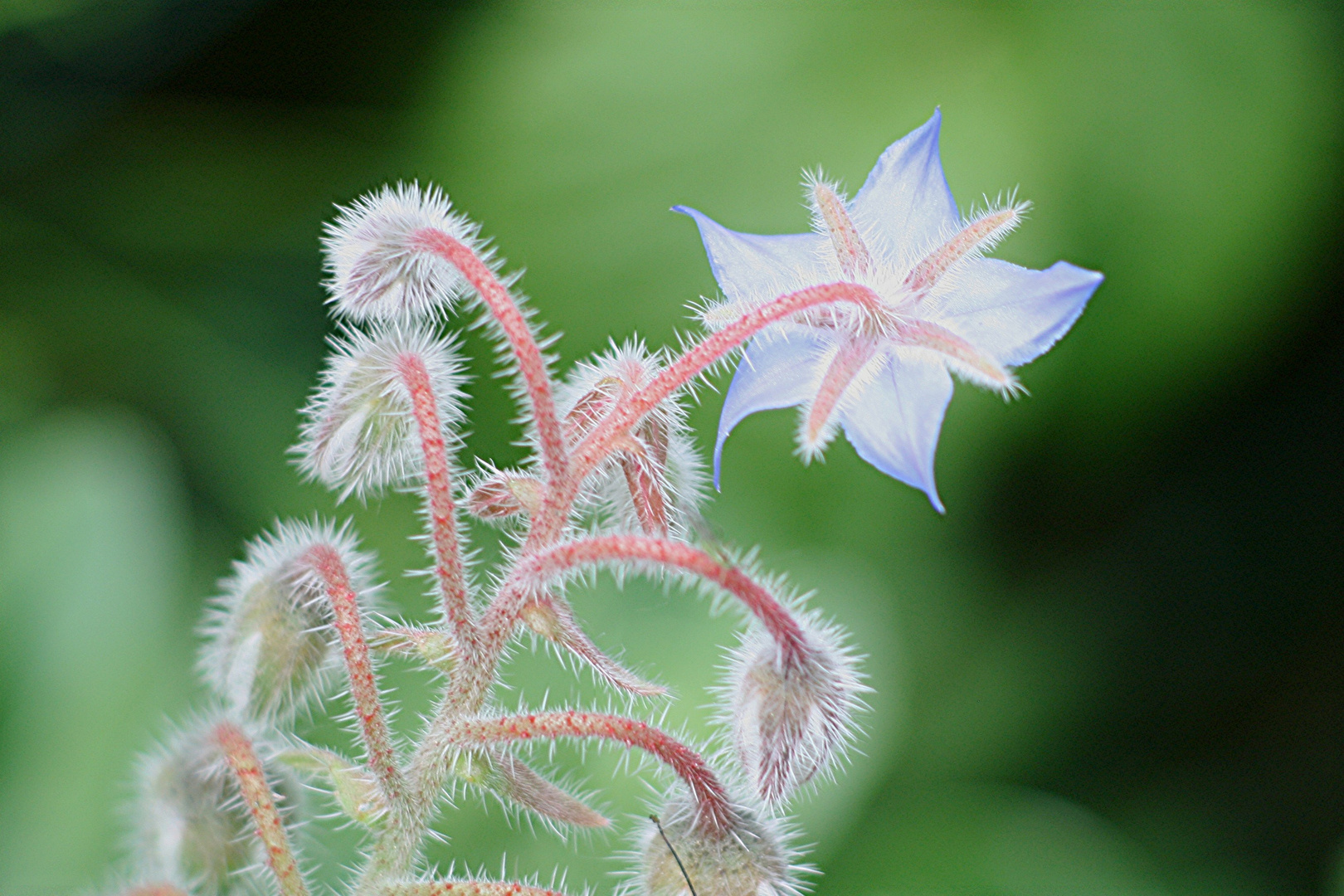 Borretsch-Blüte