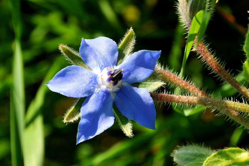 Borretsch-Blüte am Wegesrand