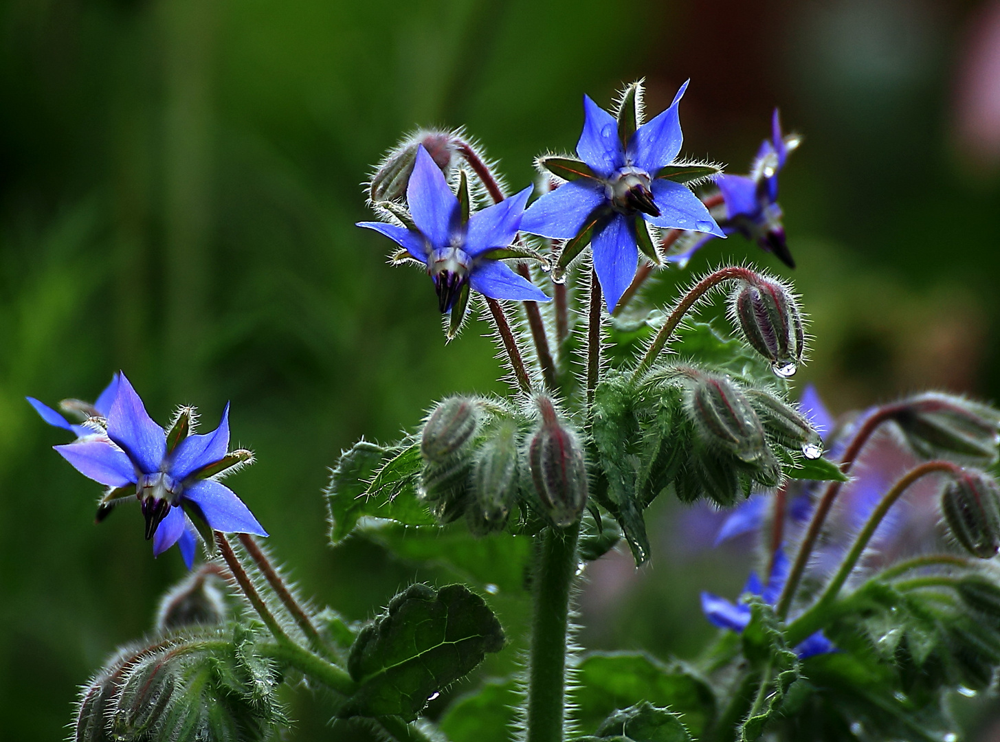 Borretsch-Blüte