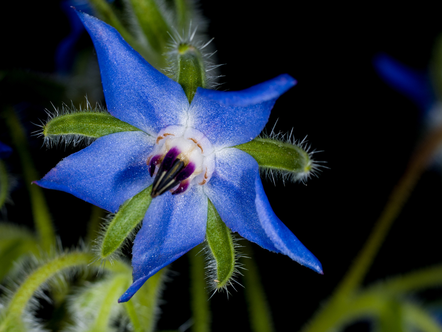 Borretsch - Blüte