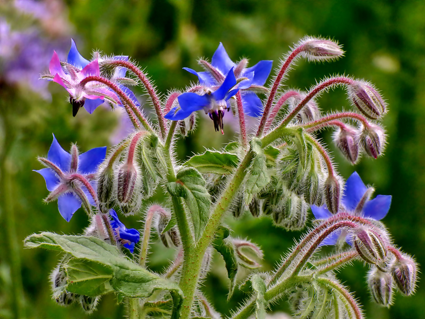 Borretsch-Blüten.