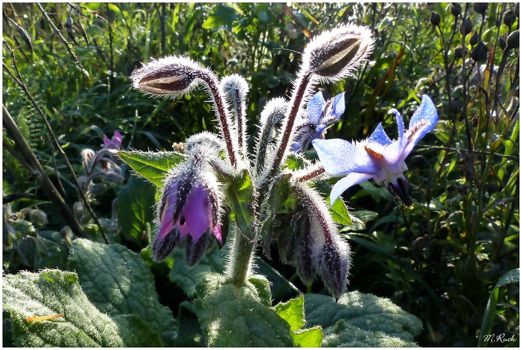 Borretsch Blüten am frühen Morgen ,