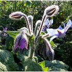 Borretsch Blüten am frühen Morgen ,