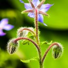 Borretsch (Borago officinalis)