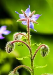 Borretsch (Borago officinalis)