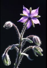 Borretsch (Borago officinalis)