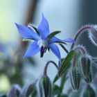 Borretsch - Borago officinalis