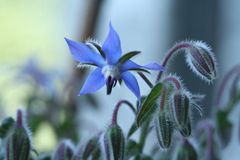 Borretsch - Borago officinalis