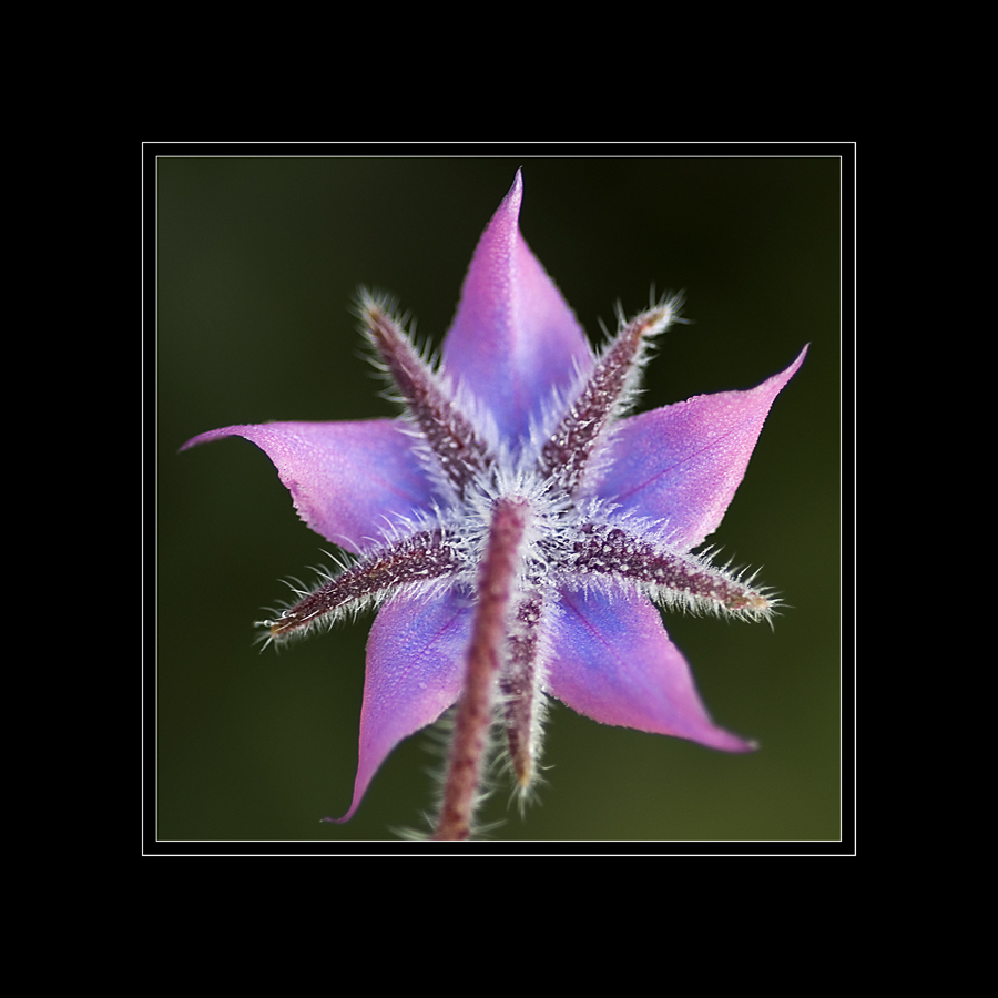 Borretsch (Borago officinalis)