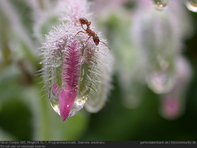 Borretsch (Borago officinalis)