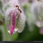 Borretsch (Borago officinalis)