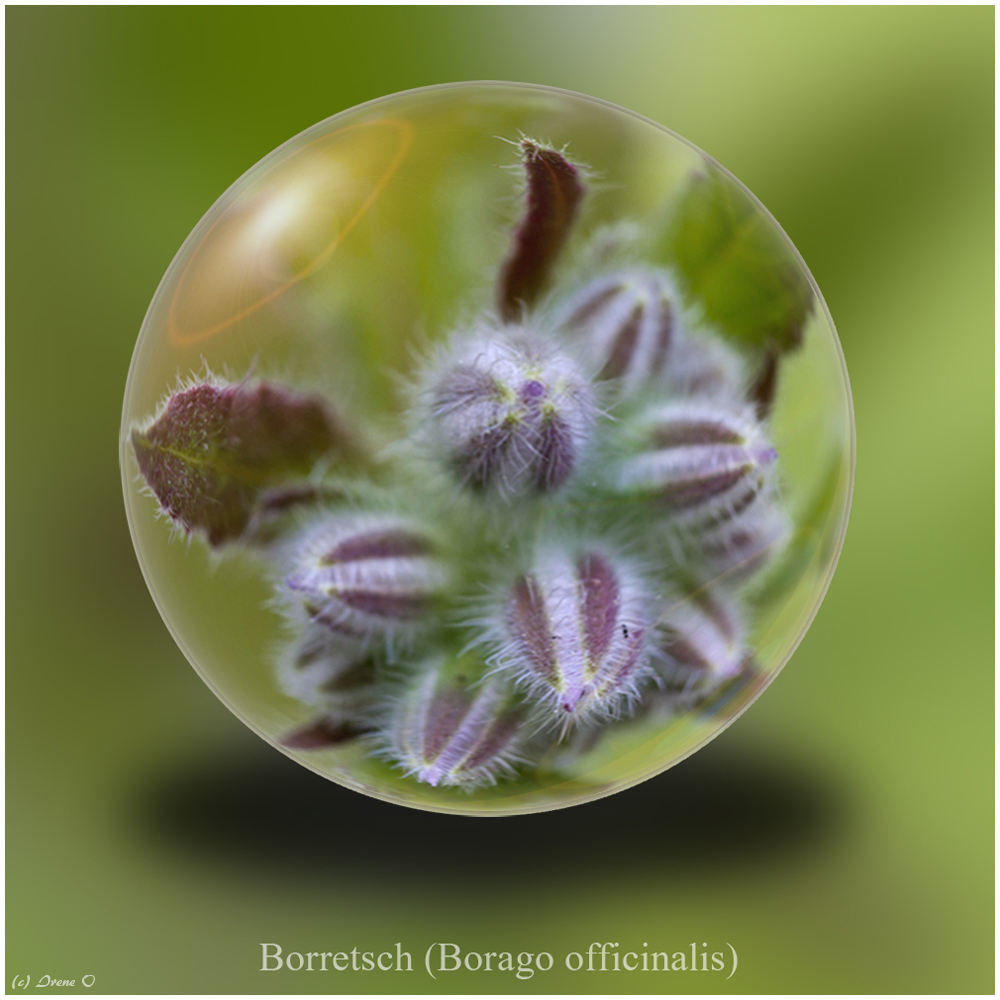 Borretsch (Borago officinalis)