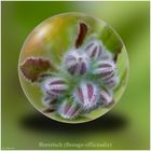 Borretsch (Borago officinalis)