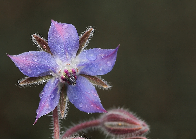 Borretsch (Borago officinalis)