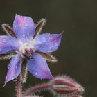 Borretsch (Borago officinalis)