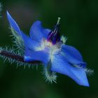 Borretsch (Borago officinalis)