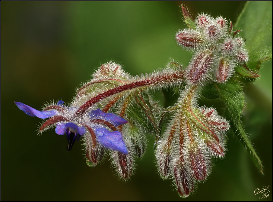 Borretsch (Borago officinalis)