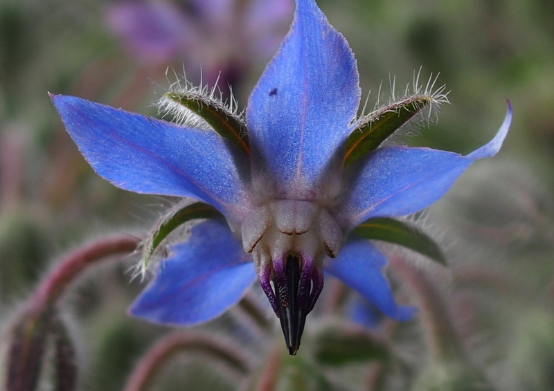 Borretsch 'Borago officinalis'