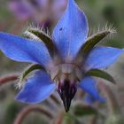 Borretsch 'Borago officinalis'