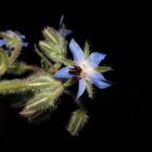 Borretsch (Borago officinalis)