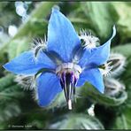 ...Borretsch Borago... officinalis...