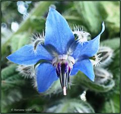 ...Borretsch Borago... officinalis...