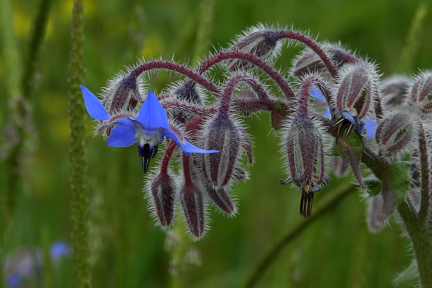 Borretsch (Borago officinalis)