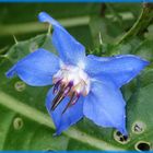 Borretsch (Borago officinalis) - Blüte