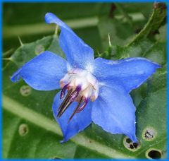 Borretsch (Borago officinalis) - Blüte