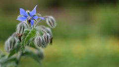 borretsch-borago-officinalis-borage_23564525618_o