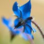 Borretsch (Borago officinalis) von H.M.A.M. 