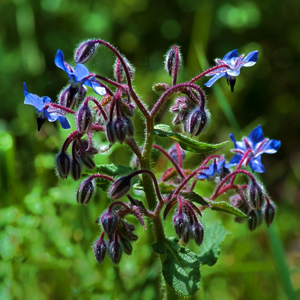 Borretsch (Borago officinalis) Foto & Bild spezial, makro, natur