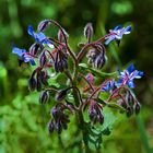 Borretsch (Borago officinalis)