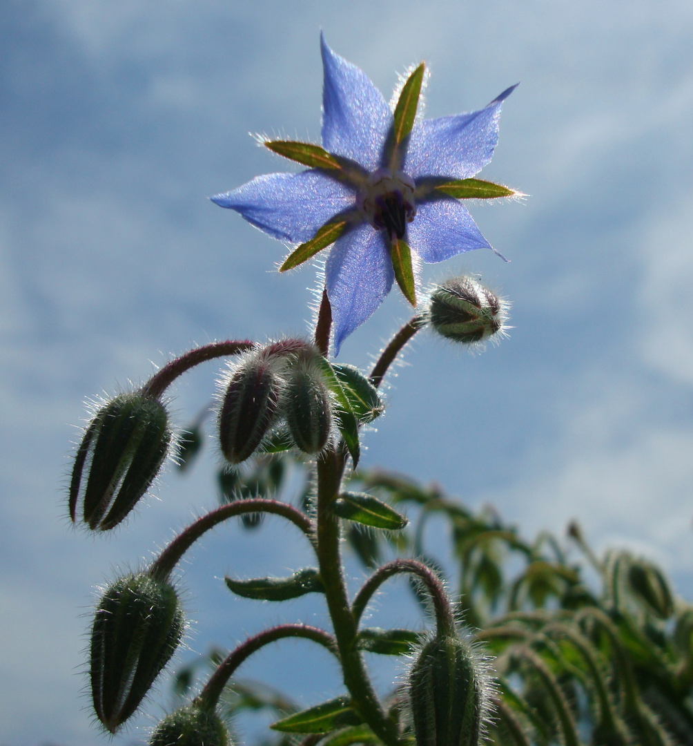 Borretsch (Borago officinalis)