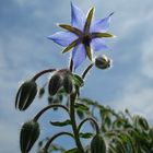 Borretsch (Borago officinalis)