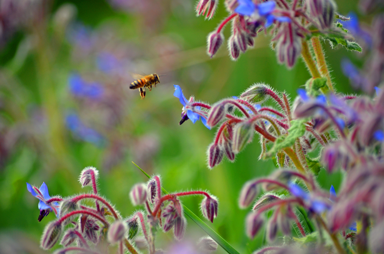 Borretsch (Borago officinalis)