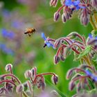 Borretsch (Borago officinalis)