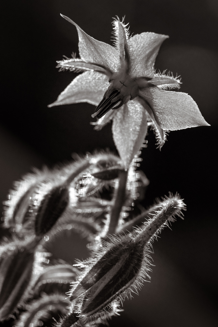 Borretsch (Borago officinalis)